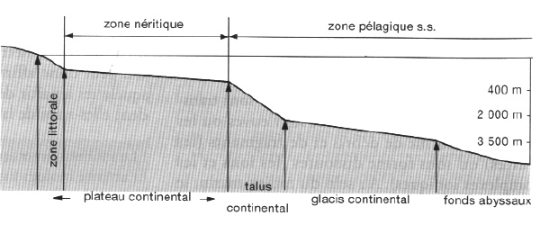 Sdimentation marine